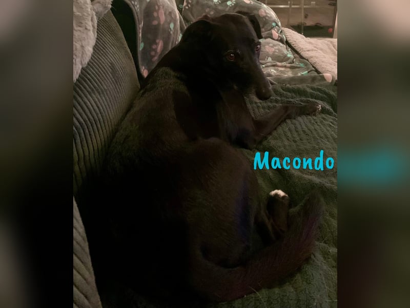Macondo 04/2020 (in Deutschland) - treuer und liebevoller Labrador-Mix!