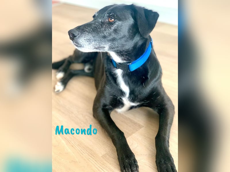 Macondo 04/2020 (in Deutschland) - treuer und liebevoller Labrador-Mix!