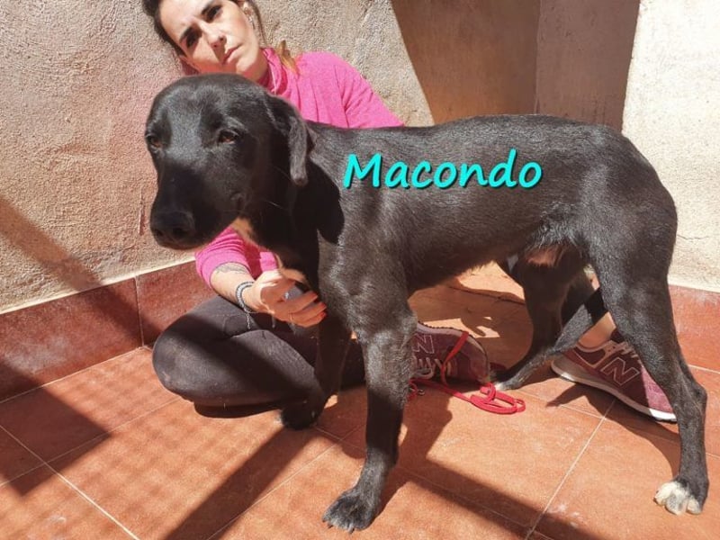 Macondo 04/2020 (in Deutschland) - treuer und liebevoller Labrador-Mix!