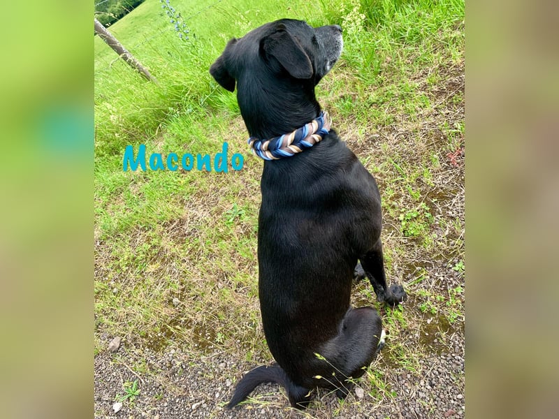 Macondo 04/2020 (in Deutschland) - treuer und liebevoller Labrador-Mix!