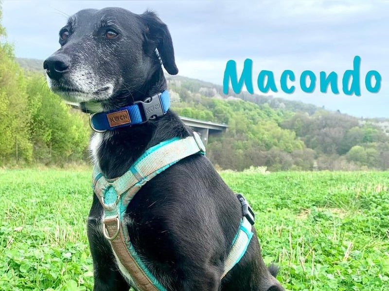 Macondo 04/2020 (in Deutschland) - treuer und liebevoller Labrador-Mix!
