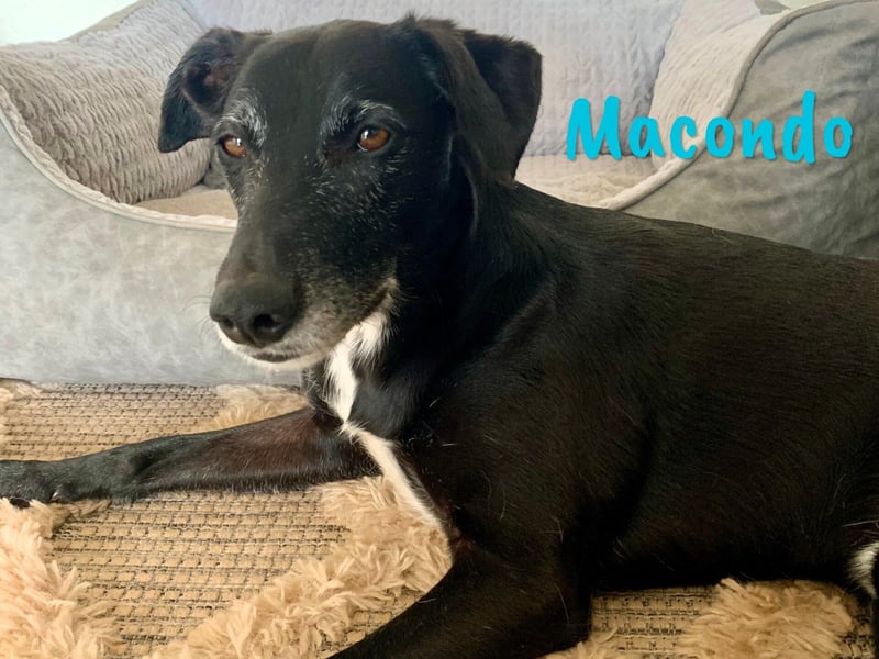 Macondo 04/2020 (in Deutschland) - treuer und liebevoller Labrador-Mix!