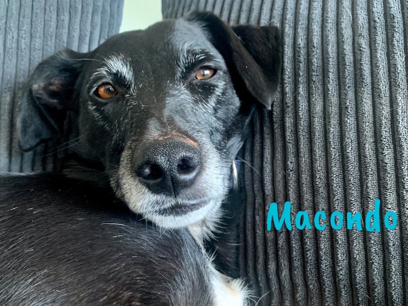 Macondo 04/2020 (in Deutschland) - treuer und liebevoller Labrador-Mix!