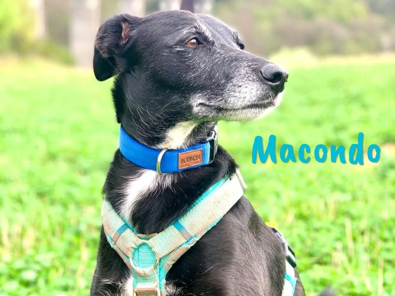 Macondo 04/2020 (in Deutschland) - treuer und liebevoller Labrador-Mix!