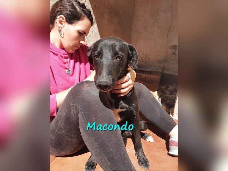 Macondo 04/2020 (in Deutschland) - treuer und liebevoller Labrador-Mix!