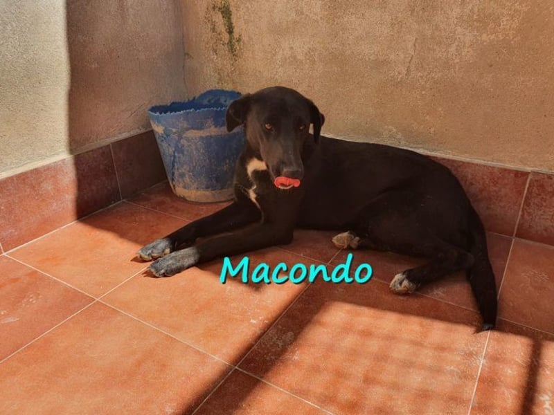 Macondo 04/2020 (in Deutschland) - treuer und liebevoller Labrador-Mix!