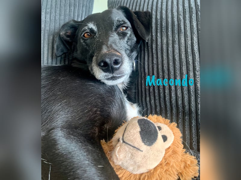 Macondo 04/2020 (in Deutschland) - treuer und liebevoller Labrador-Mix!