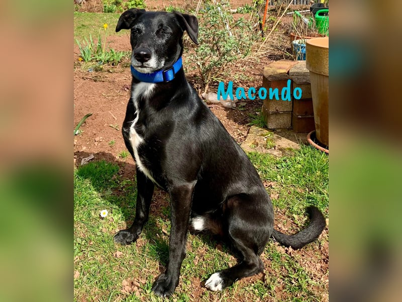 Macondo 04/2020 (in Deutschland) - treuer und liebevoller Labrador-Mix!