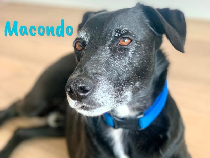 Macondo 04/2020 (in Deutschland) - treuer und liebevoller Labrador-Mix!