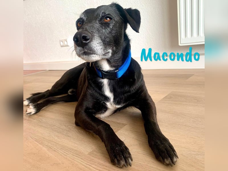 Macondo 04/2020 (in Deutschland) - treuer und liebevoller Labrador-Mix!