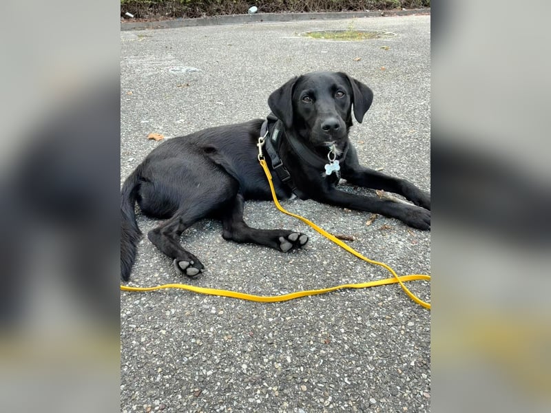 Zuhause gesucht für Karam - ein junger Labrador mit großem Herzen