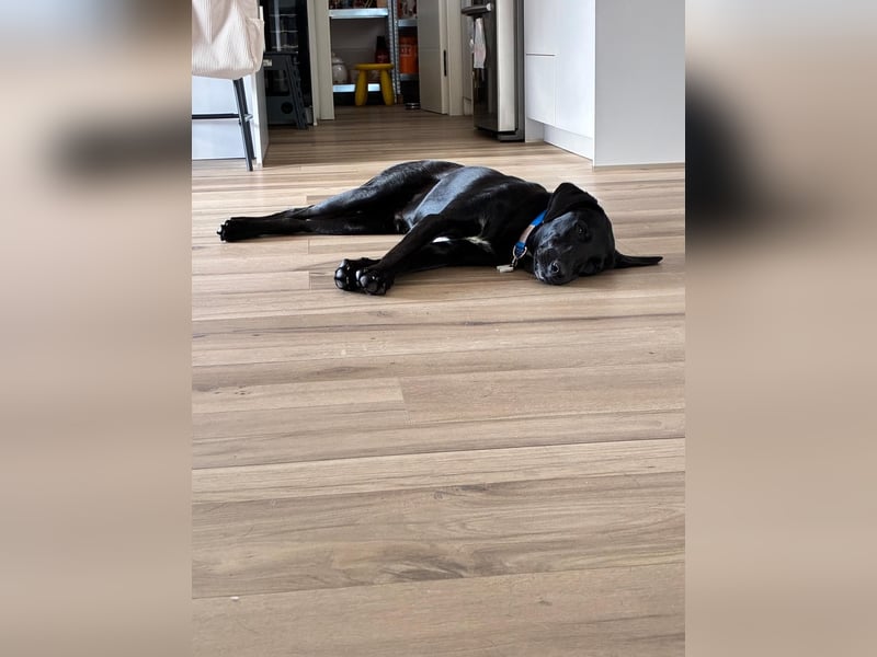 Zuhause gesucht für Karam - ein junger Labrador mit großem Herzen