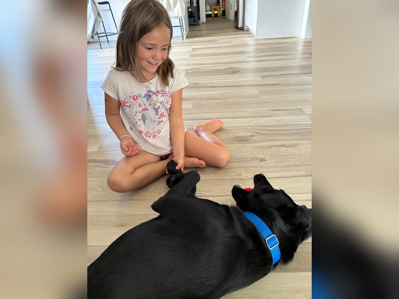Zuhause gesucht für Karam - ein junger Labrador mit großem Herzen
