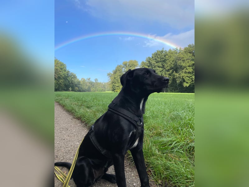 Zuhause gesucht für Karam - ein junger Labrador mit großem Herzen