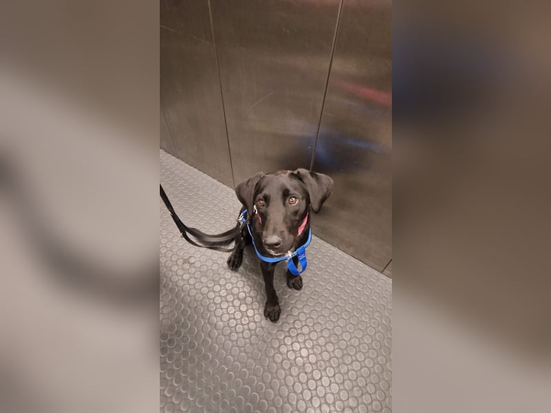 Zuhause gesucht für Karam - ein junger Labrador mit großem Herzen
