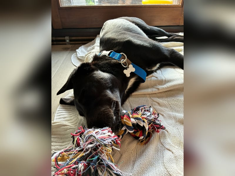 Zuhause gesucht für Karam - ein junger Labrador mit großem Herzen