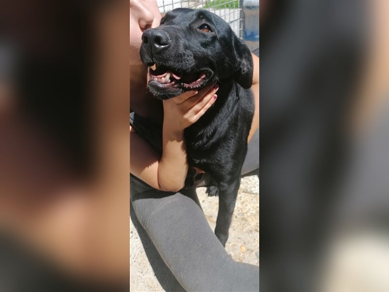 Negro - liebevoller Hundebub - wer schenkt ihm endlich ein Zuhause??