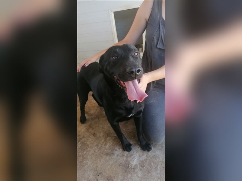 Negro - liebevoller Hundebub - wer schenkt ihm endlich ein Zuhause??