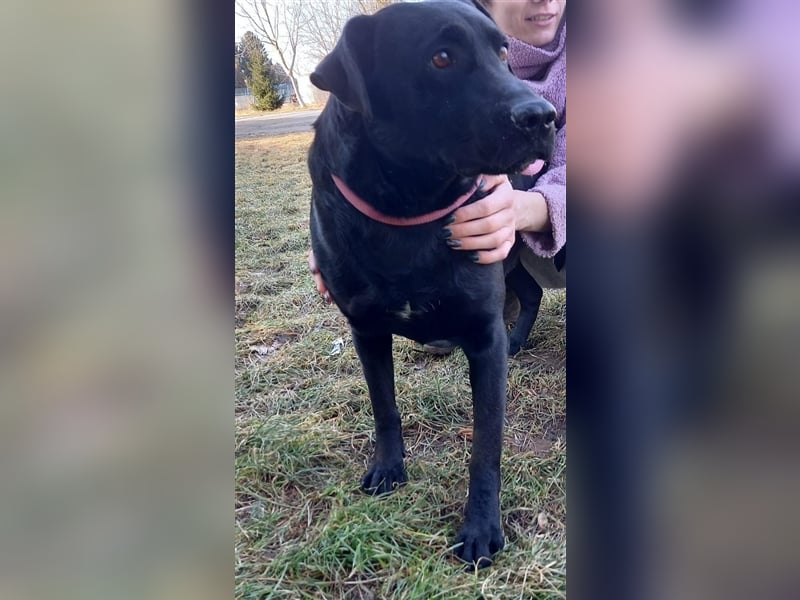 Negro - liebevoller Hundebub - wer schenkt ihm endlich ein Zuhause??