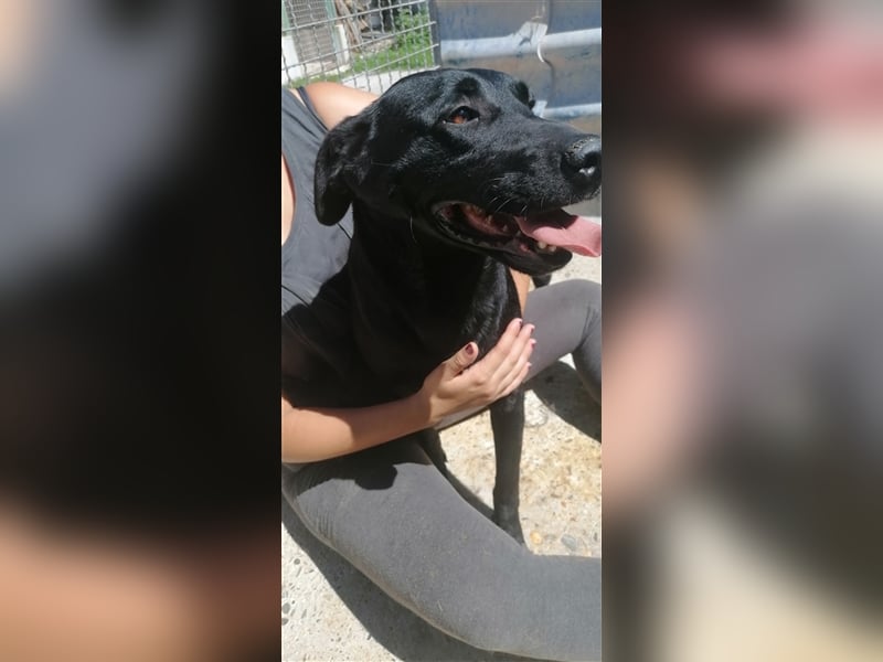 Negro - liebevoller Hundebub - wer schenkt ihm endlich ein Zuhause??