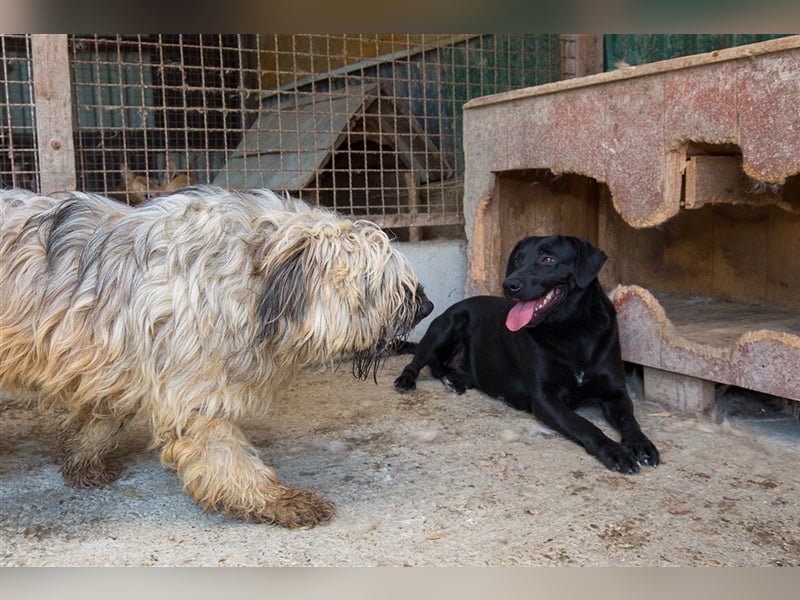 Negro - liebevoller Hundebub - wer schenkt ihm endlich ein Zuhause??