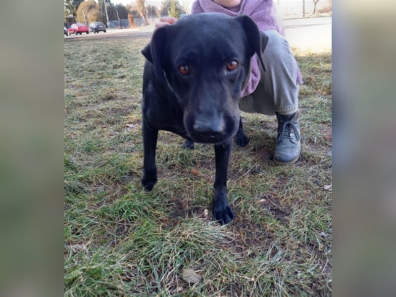 Negro - liebevoller Hundebub - wer schenkt ihm endlich ein Zuhause??