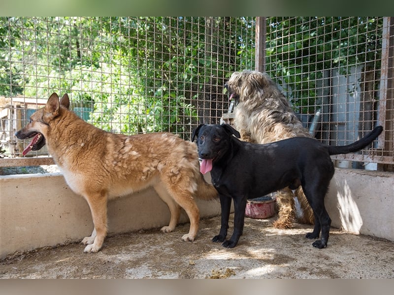 Negro - liebevoller Hundebub - wer schenkt ihm endlich ein Zuhause??