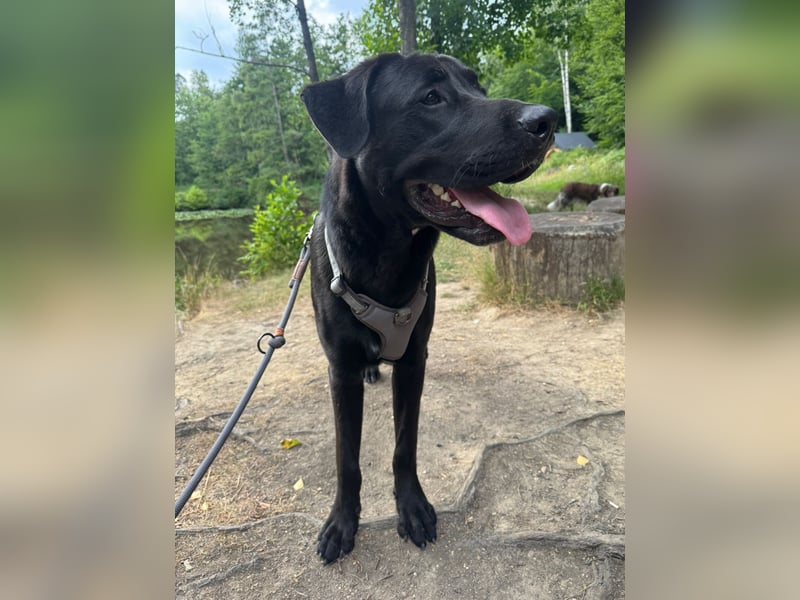 MOGLI ❤️ liebevoller Riese, Pflegefamilie Oberursel