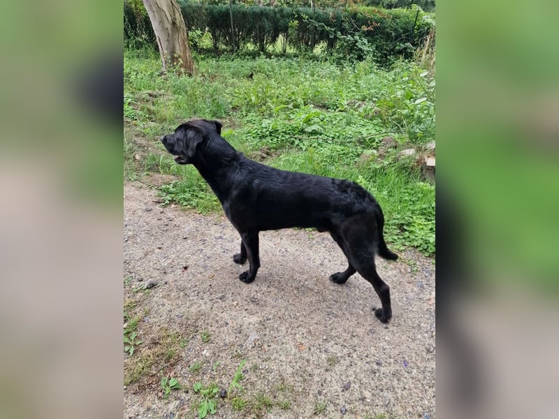 MOGLI ❤️ liebevoller Riese, Pflegefamilie Oberursel