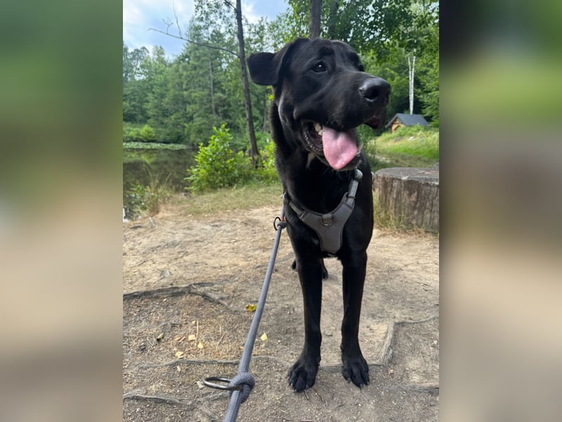 MOGLI ❤️ liebevoller Riese, Pflegefamilie Oberursel