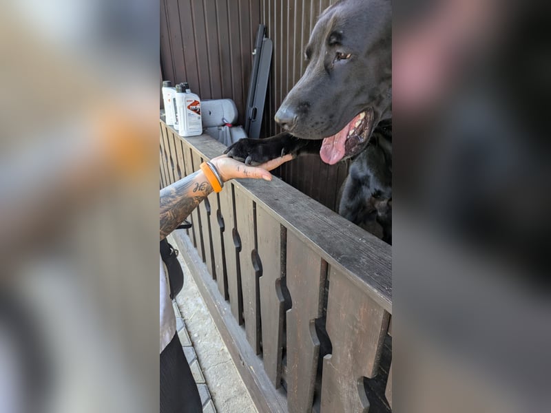 MOGLI ❤️ liebevoller Riese, Pflegefamilie Oberursel