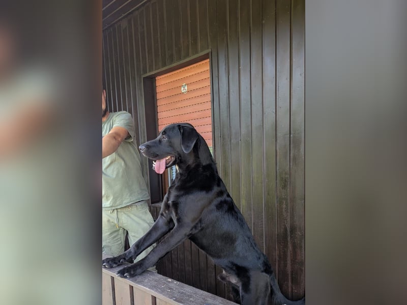 MOGLI ❤️ liebevoller Riese, Pflegefamilie Oberursel
