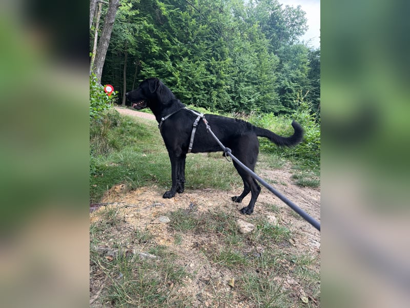 MOGLI ❤️ liebevoller Riese, Pflegefamilie Oberursel