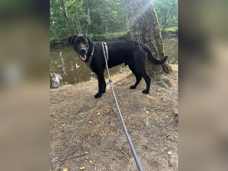 MOGLI ❤️ liebevoller Riese, Pflegefamilie Oberursel