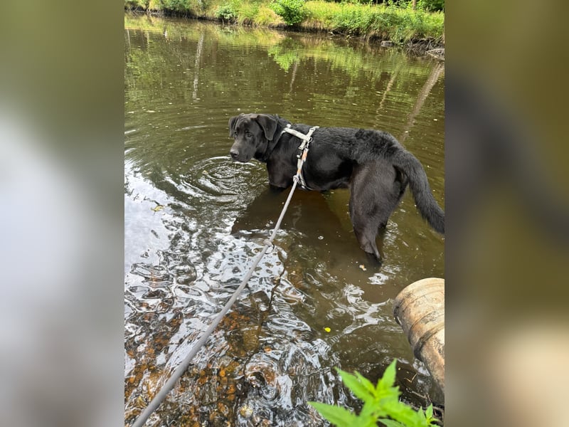 MOGLI ❤️ liebevoller Riese, Pflegefamilie Oberursel