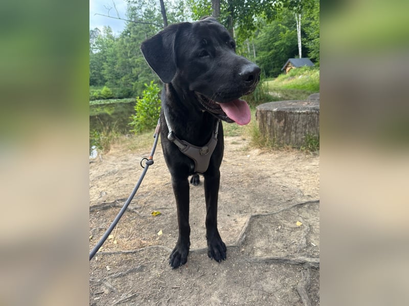 MOGLI ❤️ liebevoller Riese, Pflegefamilie Oberursel