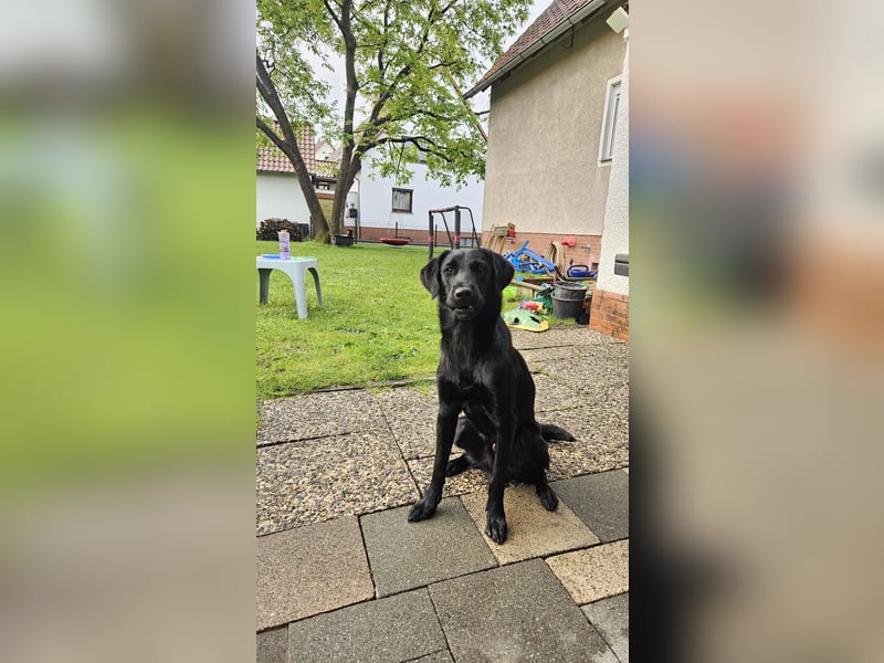 Labrador Rüde