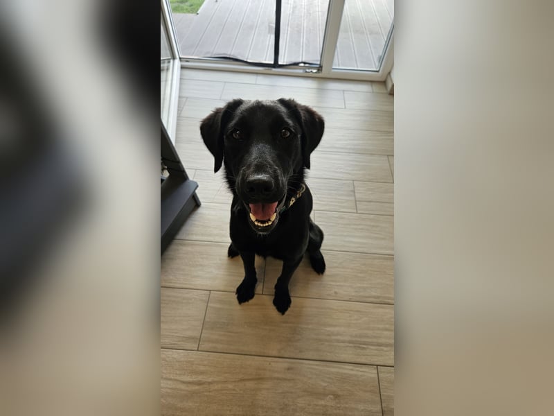 Labrador Rüde