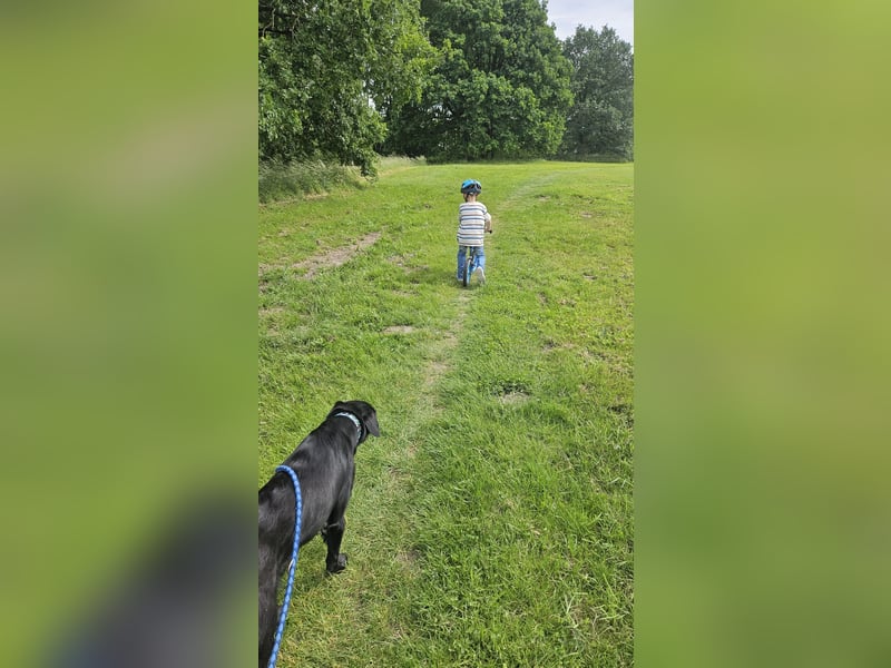 Labrador Rüde