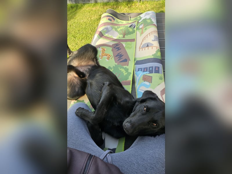 Labrador Rüde