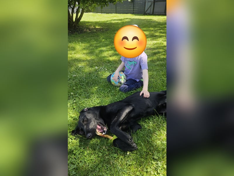 Labrador Rüde
