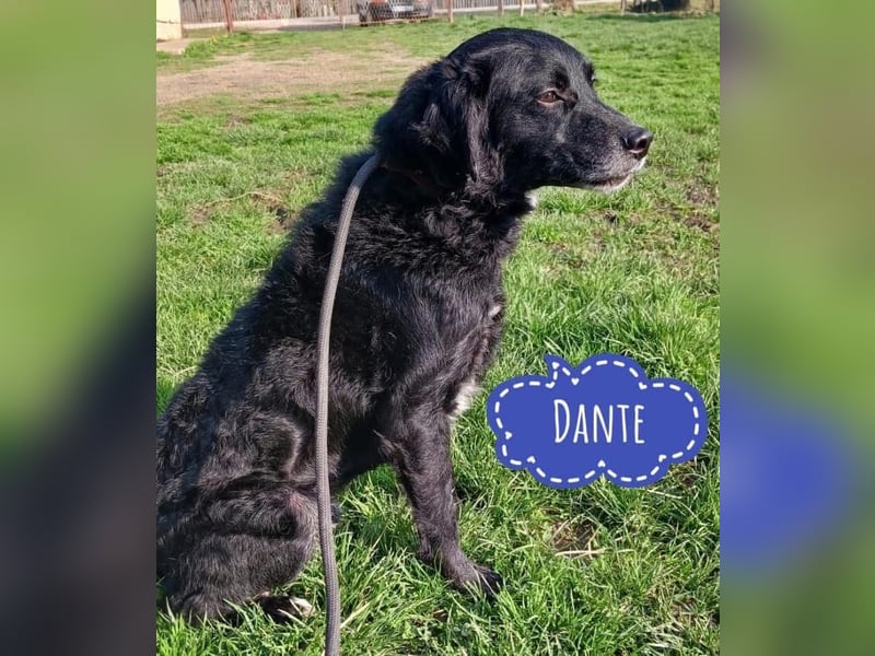 Dante - braucht ein liebevolles Zuhause