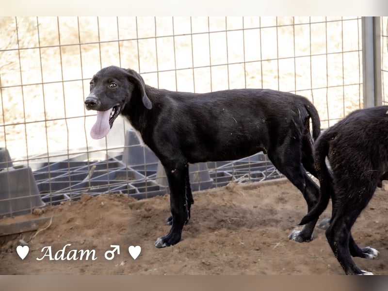 Timmy, Adam und Ajax suchen ein Zuhause
