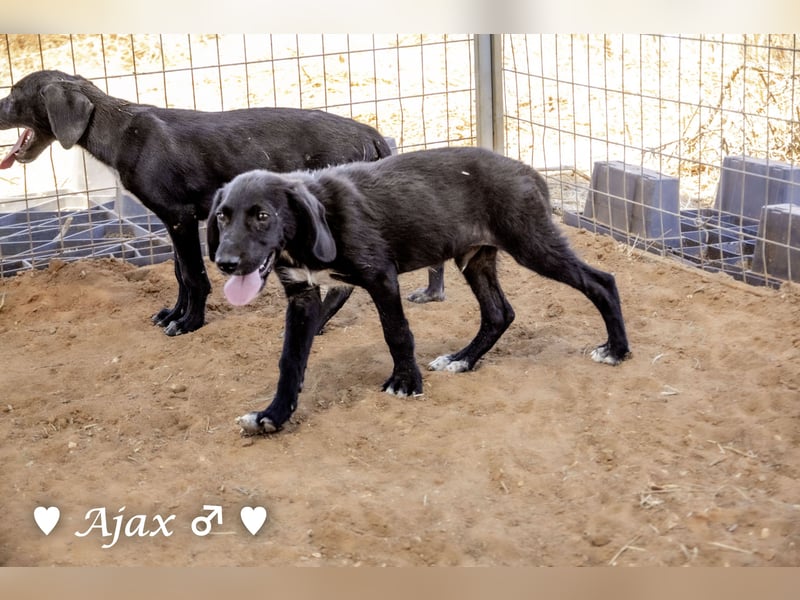 Timmy, Adam und Ajax suchen ein Zuhause