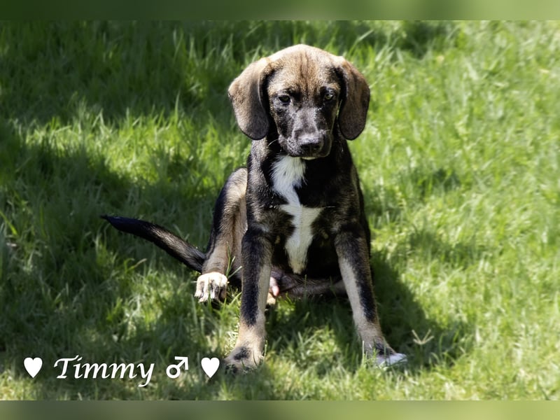 Timmy, Adam und Ajax suchen ein Zuhause
