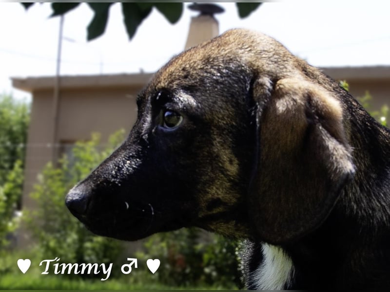 Timmy, Adam und Ajax suchen ein Zuhause