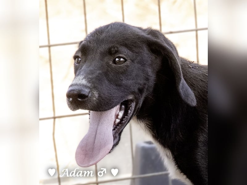 Timmy, Adam und Ajax suchen ein Zuhause