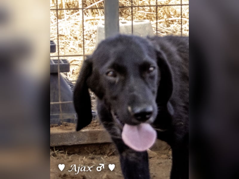 Timmy, Adam und Ajax suchen ein Zuhause