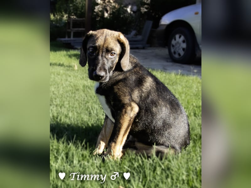 Timmy, Adam und Ajax suchen ein Zuhause