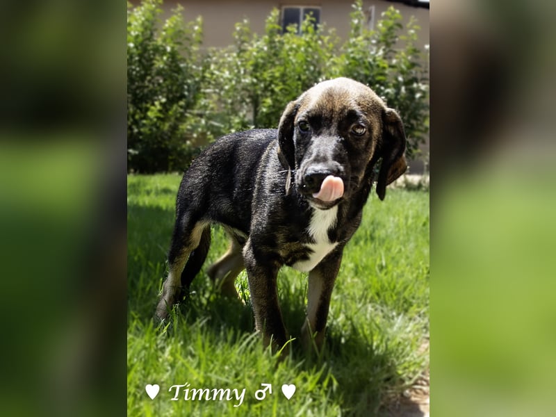 Timmy, Adam und Ajax suchen ein Zuhause